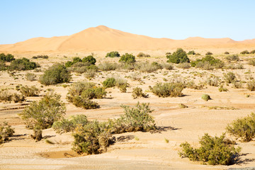 Fototapeta na wymiar bush old fossil in the desert of sahara
