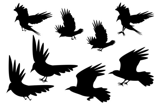 Set of silhouette flying raven bird with leg