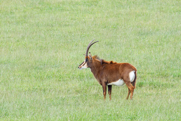 Hippotragus niger. Antílope Sable o Negro.
