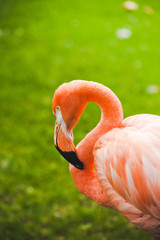 flamingo