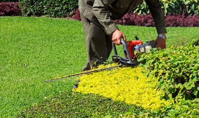 A man trimming shrub with Hedge Trimmer, Closeup