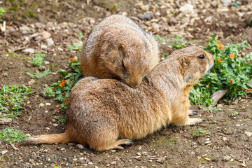 Cynomys ludovicianus. Perritos de las Praderas de cola negra, desparasitándose.
