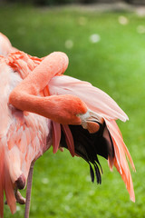 flamingo