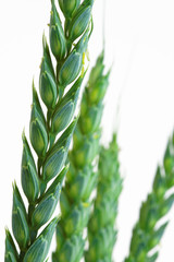 An Unripe Ear of Wheat in Close Up. Isolated.