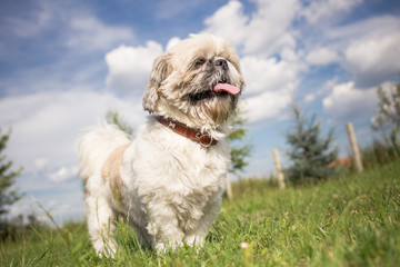 Cute funny shih tzu breed dog