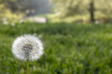 Dandeloin in Central Park spring