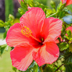 Macro red hibiscus Flower