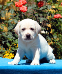 the labrador puppy on a blue background