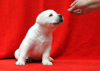 a labrador puppy on a red background