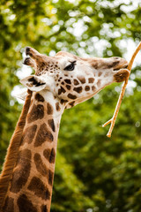 giraffe