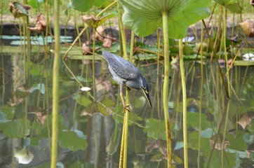 Oiseau aux aguets au Jardin de Pamplemousses à l'Ile Maurice