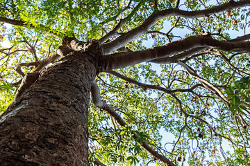 Fototapeta na wymiar Brown Trunk and Green Leaf on Old Tree