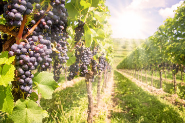 Close up on black red grapes in a vineyard with sunshine