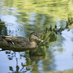 Obraz premium Duck, female mallard, square cropped image