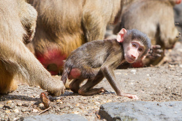 Female baboon with a young baboon