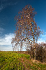 Samotna brzoza © Aleksandra Madejska