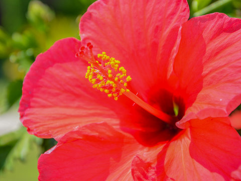 Fototapeta Macro Hibiscus Flower Heart