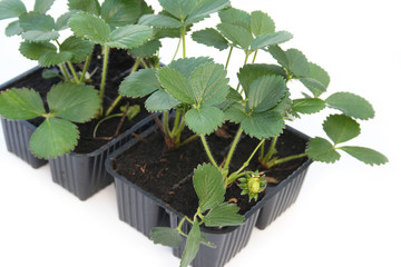 piante di fragola in vaso da trapiantare_ sfondo bianco