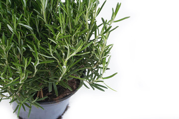 pianta di rosmarino in vaso_ sfondo bianco