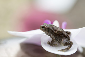Frog on an orchid flower