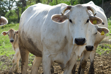 Chianina's cow, italy