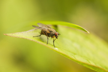 Fototapeta premium Helle Hausfliege
