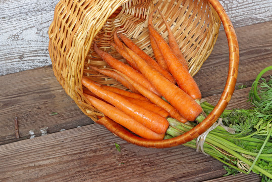 Fresh organic carrots in a basket