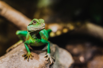 Chinese water dragon Physignathus cocincinus. Also known as Asian water dragon, Thai water dragon, and green water dragon.