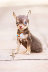 Chihuahua puppy, 2 months old soft focus