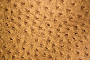 Ostrich leather patch in beige color - 86131862