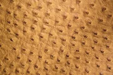 Zelfklevend Fotobehang Ostrich leather patch in beige color © pirotehnik