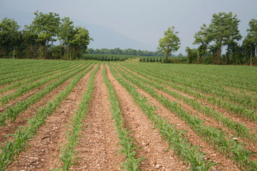 Fototapeta na wymiar campo di mais 