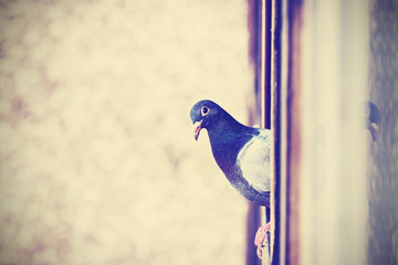 Retro instagram stylized photo of a pigeon on the window.