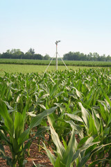 campo di mais con irrigatore d'acqua