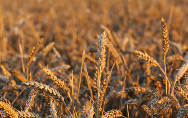 big ears of wheat in the field in summer