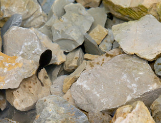 Black tadpole in the pond with rocks in the mountains