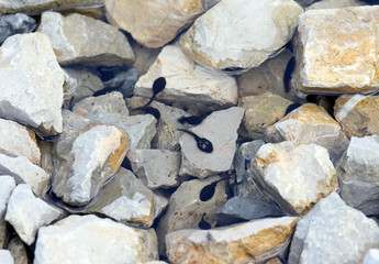 Black tadpoles in the lake with stone in the mountains