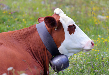 cow grazing in the meadow in the mountains 4
