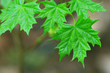 Summer in the city park landscape