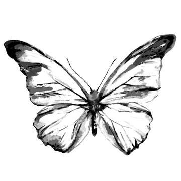 butterflies design