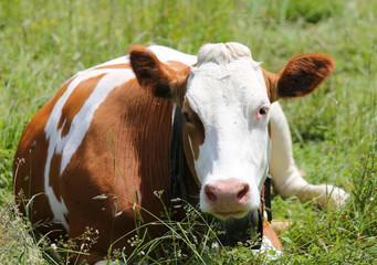 Naklejka na ściany i meble red and white cow grazing in the meadow in the mountains