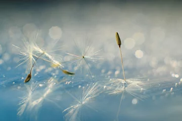  dandelion seeds macro © kichigin19