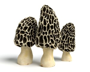 3d illustration of morel mushrooms - obrazy, fototapety, plakaty