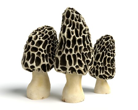 3d illustration of morel mushrooms