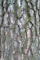 Pine Tree Bark Texture
