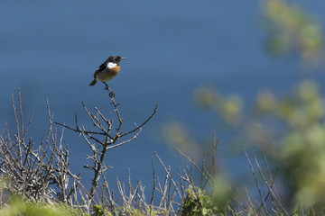 Little bird, Stonechat, 