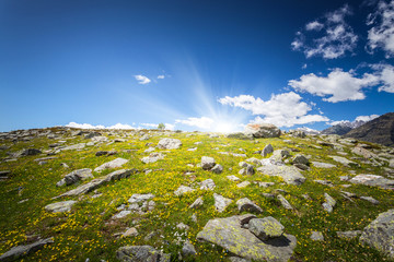 raggi di sole su prato fiorito