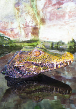 caimano