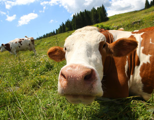 Fototapeta na wymiar big cow snout photographed with fisheye lens in mountains