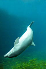 delfino